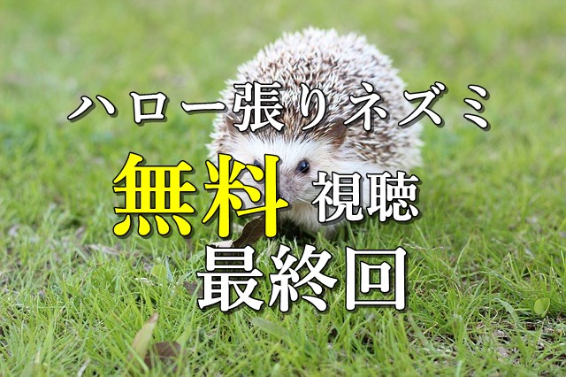 ハロー張りネズミ