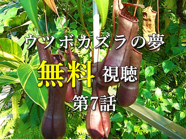 ウツボカズラの夢_第7話無料視聴